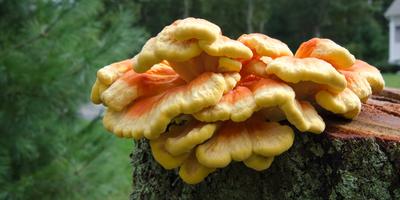 Intro to Edible Mushrooms