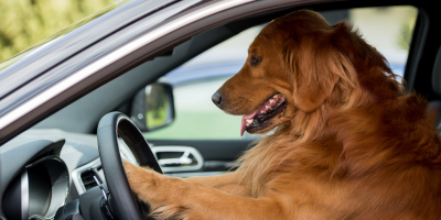 AARP Safe Driver Course